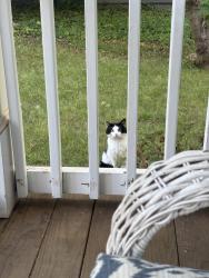 Found/Stray Unknown Cat last seen Elleby and Custer , Atlanta, GA 30315
