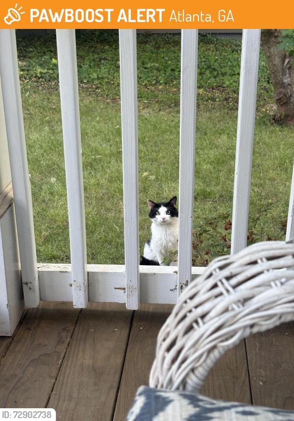 Found/Stray Unknown Cat last seen Elleby and Custer , Atlanta, GA 30315