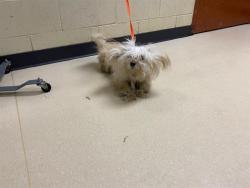 Shelter Stray Female Dog last seen Near BLOCK N 24TH PL, Milwaukee, WI 53215