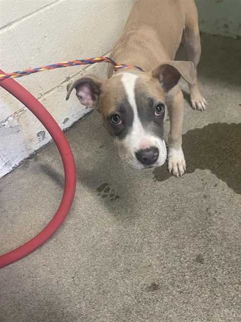 Shelter Stray Female Dog last seen BROADWAY & 21ST ST, Sacramento, CA 95818