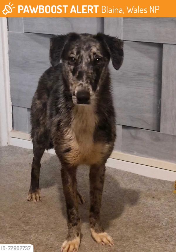 Surrendered Female Dog last seen Surgery road blaina, Blaina, Wales NP13