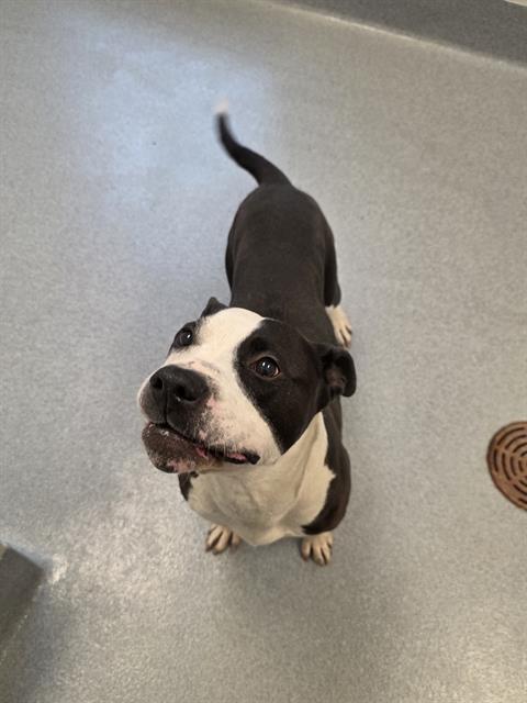 Shelter Stray Male Dog last seen Near , Indianapolis, IN 46221