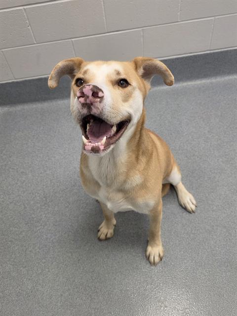 Shelter Stray Male Dog last seen Near , Indianapolis, IN 46221