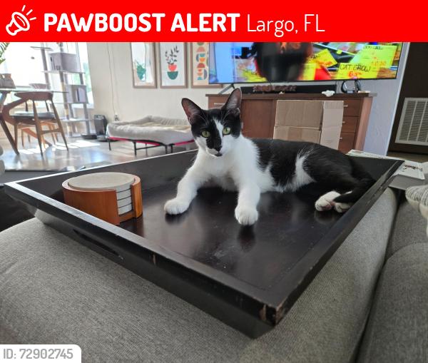 Lost Female Cat last seen Temple lane and Westbay, Largo, FL 33770