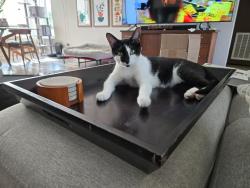 Lost Female Cat last seen Temple lane and Westbay, Largo, FL 33770