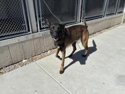 Shelter Stray Male Dog last seen Near BLOCK N DST, 227 N D St, Perris, CA 92570, USA