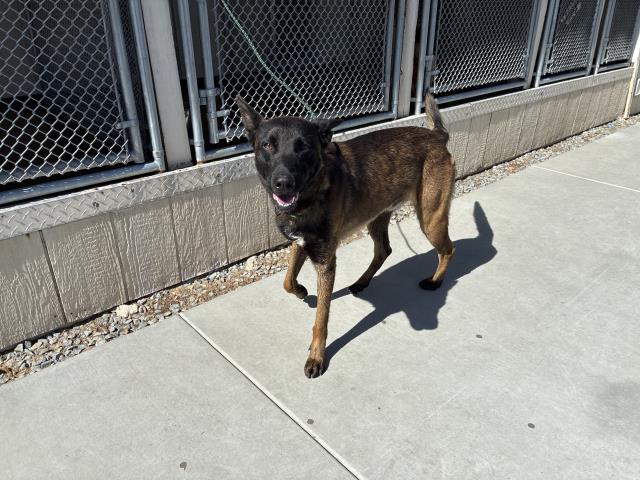 Shelter Stray Male Dog last seen Near BLOCK N DST, 227 N D St, Perris, CA 92570, USA