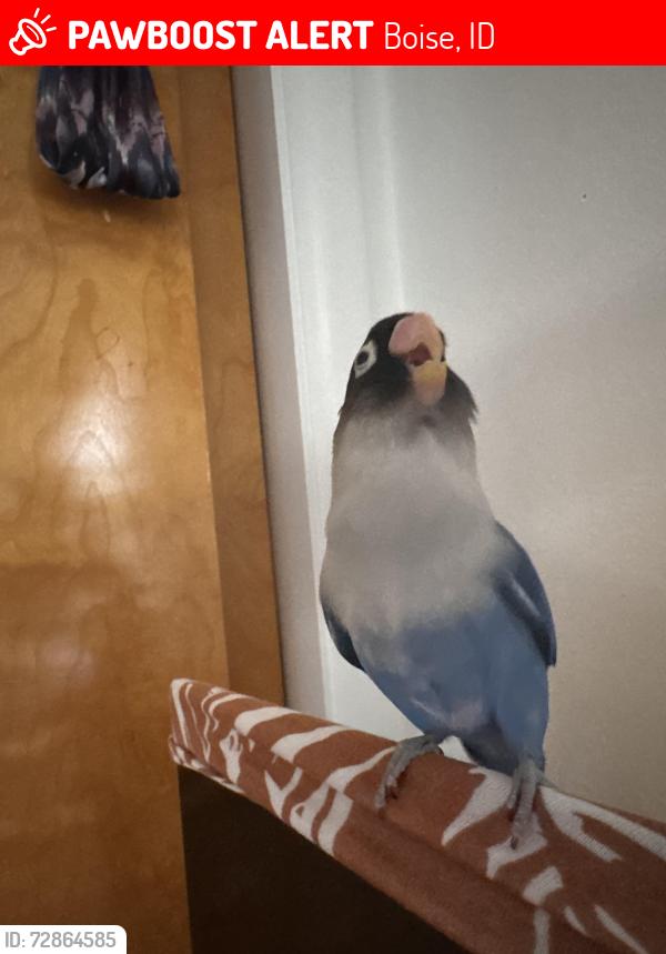 Lost Male Bird last seen Annett/Canal between Vista and Fed Way, Boise, ID 83705