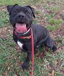 Shelter Stray Male Dog last seen Near BLOCK NW 24 AV, FORT LAUDERDALE FL 33311, Davie, FL 33312