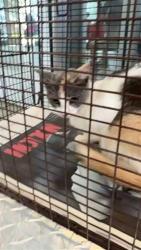 Shelter Stray Female Cat last seen B26-069921, San Antonio, TX 78227