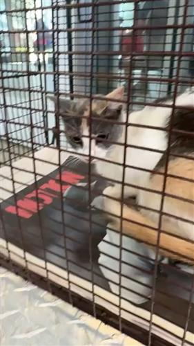 Shelter Stray Female Cat last seen B26-069921, San Antonio, TX 78227