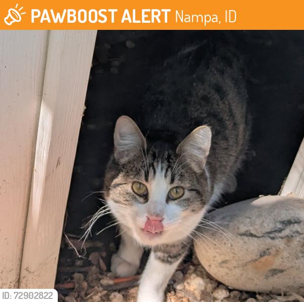 Found/Stray Unknown Cat last seen 42nd and airport road , Nampa, ID 83687