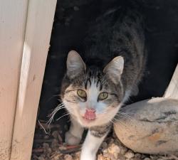 Found/Stray Unknown Cat last seen 42nd and airport road , Nampa, ID 83687