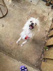 Found/Stray Unknown Dog last seen Woodstock rd, Roswell, GA 30075