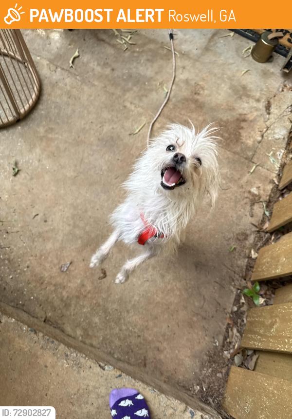 Found/Stray Unknown Dog last seen Woodstock rd, Roswell, GA 30075