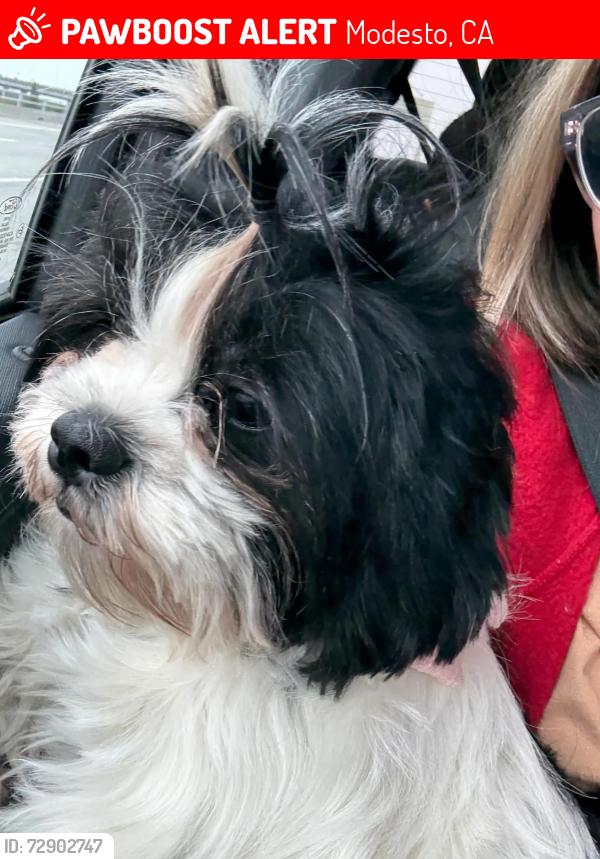 Lost Female Dog last seen Jefferson , Modesto, CA 95351