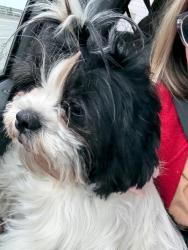 Lost Female Dog last seen Jefferson , Modesto, CA 95351