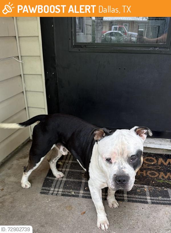 Found/Stray Male Dog last seen Umpress Park, Dallas, TX 75217