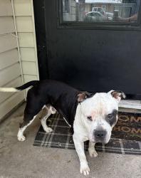 Found/Stray Male Dog last seen Umpress Park, Dallas, TX 75217
