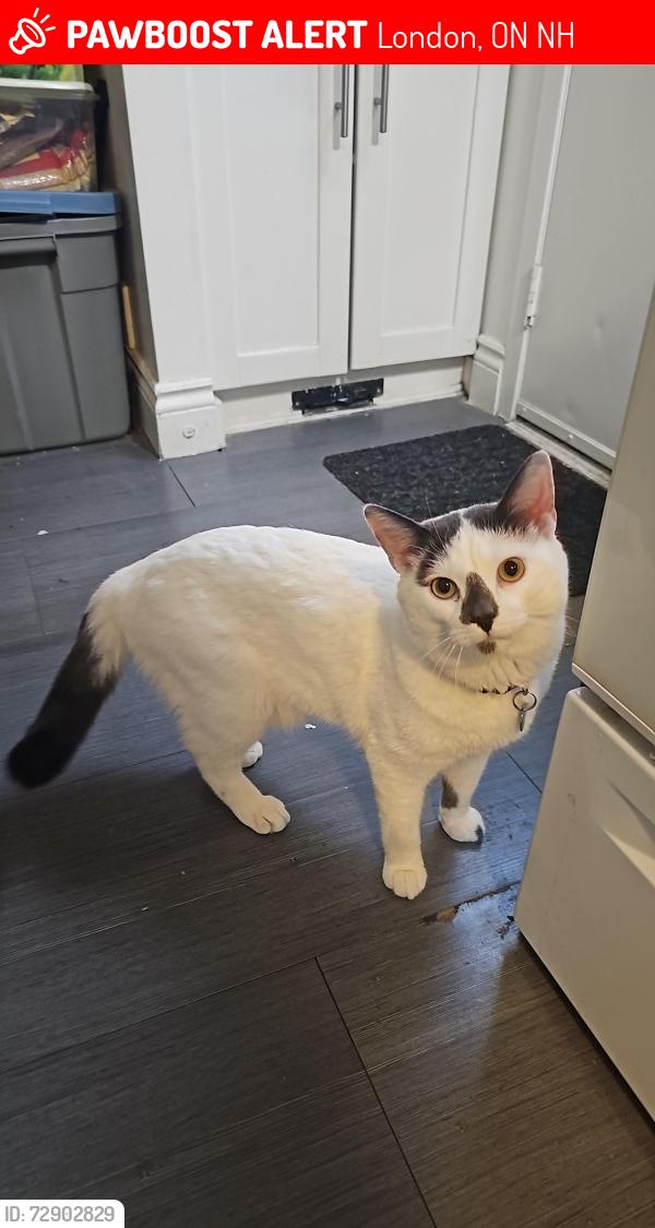 Lost Male Cat last seen Whetherfield street, London, ON N6H