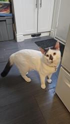 Lost Male Cat last seen Whetherfield street, London, ON N6H
