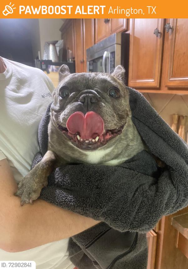 Found/Stray Female Dog last seen Fort Edward Street, Arlington Texas, Arlington, TX 76002