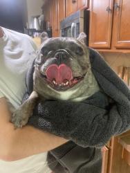 Found/Stray Female Dog last seen Fort Edward Street, Arlington Texas, Arlington, TX 76002