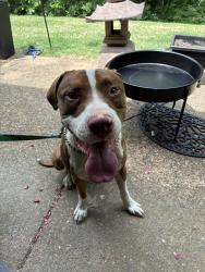 Found/Stray Male Dog last seen Sterling place Lakeland , Lakeland, TN 38002