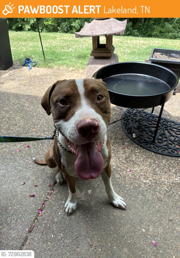 Found/Stray Male Dog last seen Sterling place Lakeland , Lakeland, TN 38002