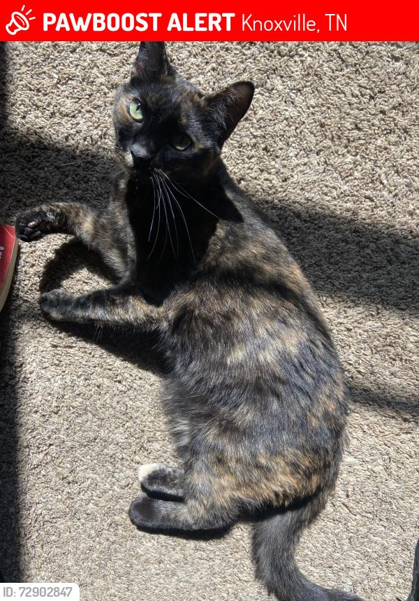 Lost Female Cat last seen west hills , Knoxville, TN 37909
