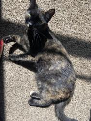 Lost Female Cat last seen west hills , Knoxville, TN 37909