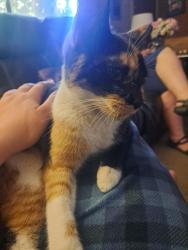 Lost Female Cat last seen W main st Battle Ground wa , Battle Ground, WA 98604