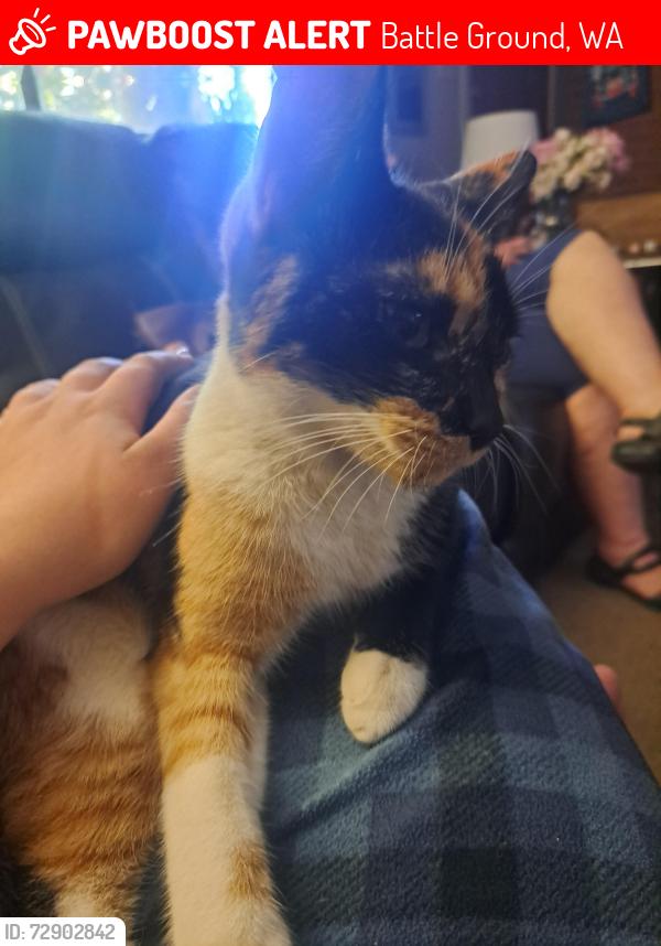 Lost Female Cat last seen W main st Battle Ground wa , Battle Ground, WA 98604