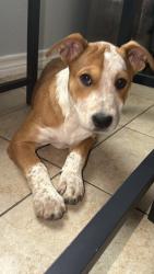 Found/Stray Female Dog last seen Wenzel rd Wood middle school , San Antonio, TX 78233