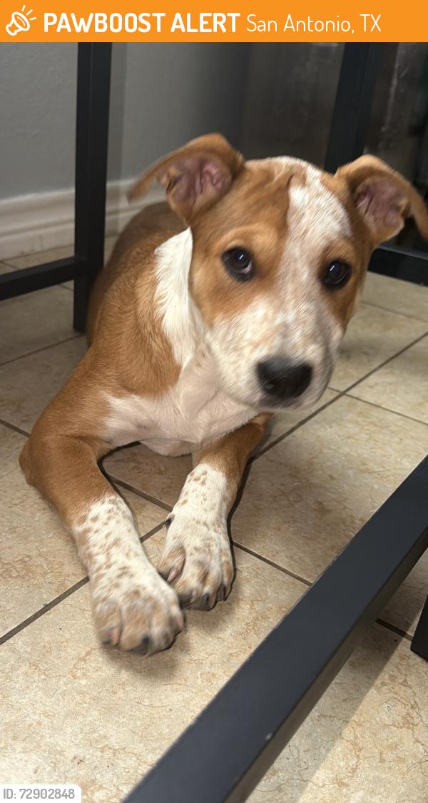 Found/Stray Female Dog last seen Wenzel rd Wood middle school , San Antonio, TX 78233