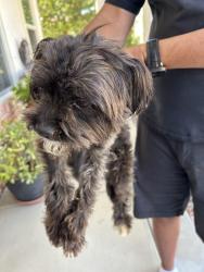Reunited Male Dog last seen By Heritage Lake Sports Park, Menifee, CA 92585