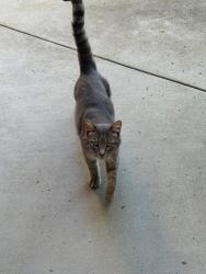 Lost Male Cat last seen Brownstone Creek ave & Muir st , Simi Valley, CA 93063