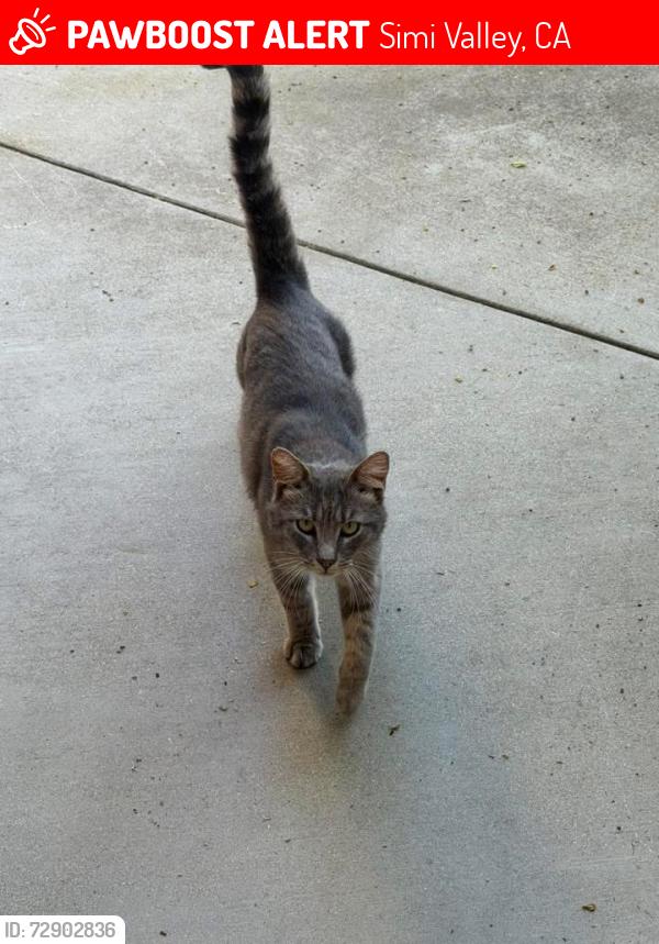 Lost Male Cat last seen Brownstone Creek ave & Muir st , Simi Valley, CA 93063