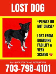 Reunited Female Dog last seen Franconia Rd and Grovedale St, Alexandria, VA 22310