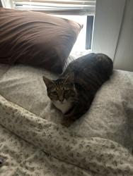 Lost Female Cat last seen State and Pine by the Armory, Bellingham, WA 98225