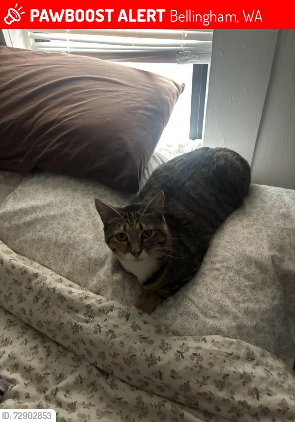 Lost Female Cat last seen State and Pine by the Armory, Bellingham, WA 98225