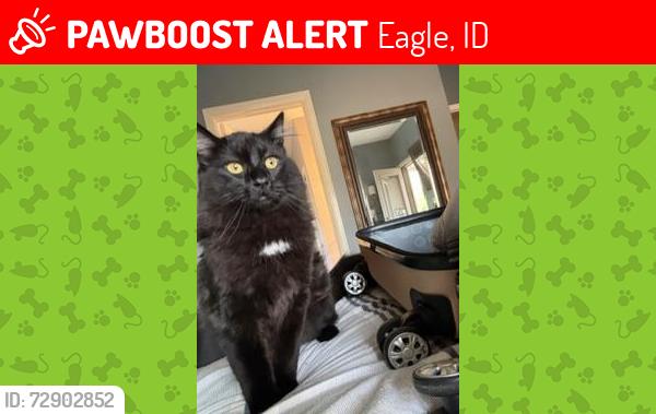 Lost Male Cat last seen Floating Feather , Eagle, ID 83616