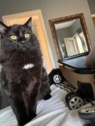 Lost Male Cat last seen Floating Feather , Eagle, ID 83616