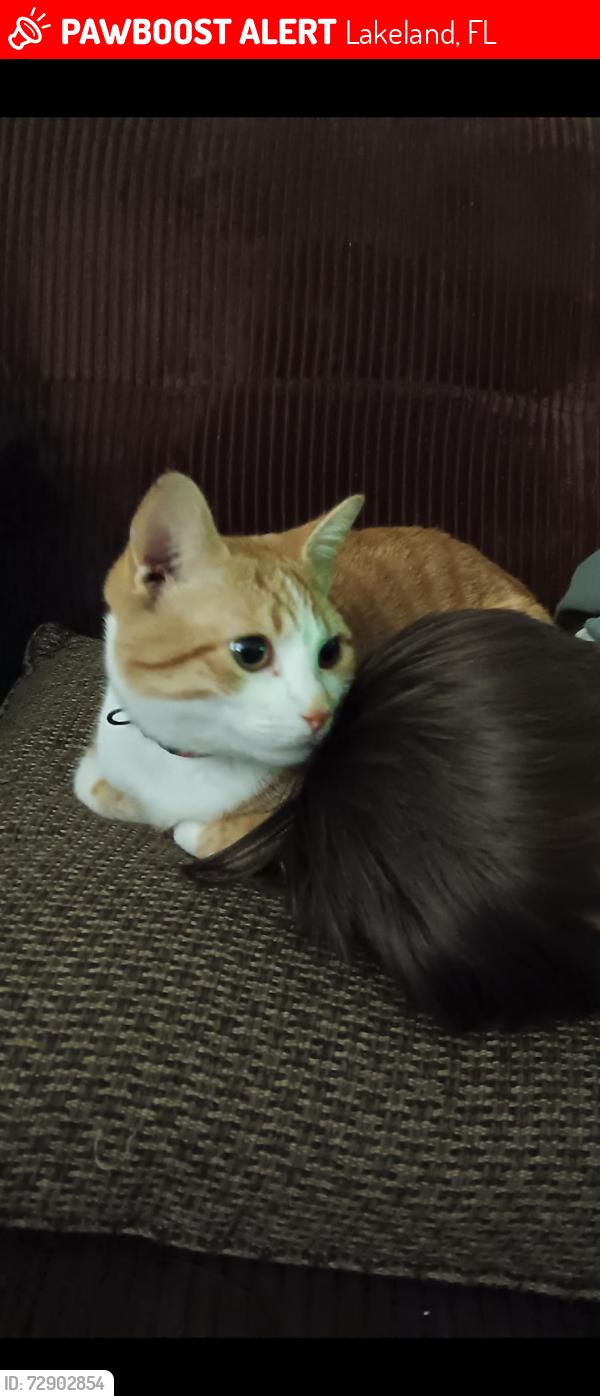 Lost Male Cat last seen Lakeland library and Art museum Downtown , Lakeland, FL 33801