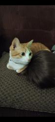 Lost Male Cat last seen Lakeland library and Art museum Downtown , Lakeland, FL 33801