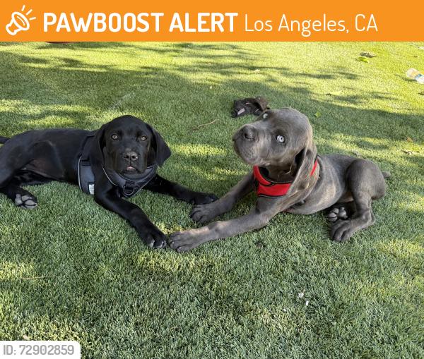 Found/Stray Male Horse last seen Near Louise Ave , Los Angeles, CA 91325