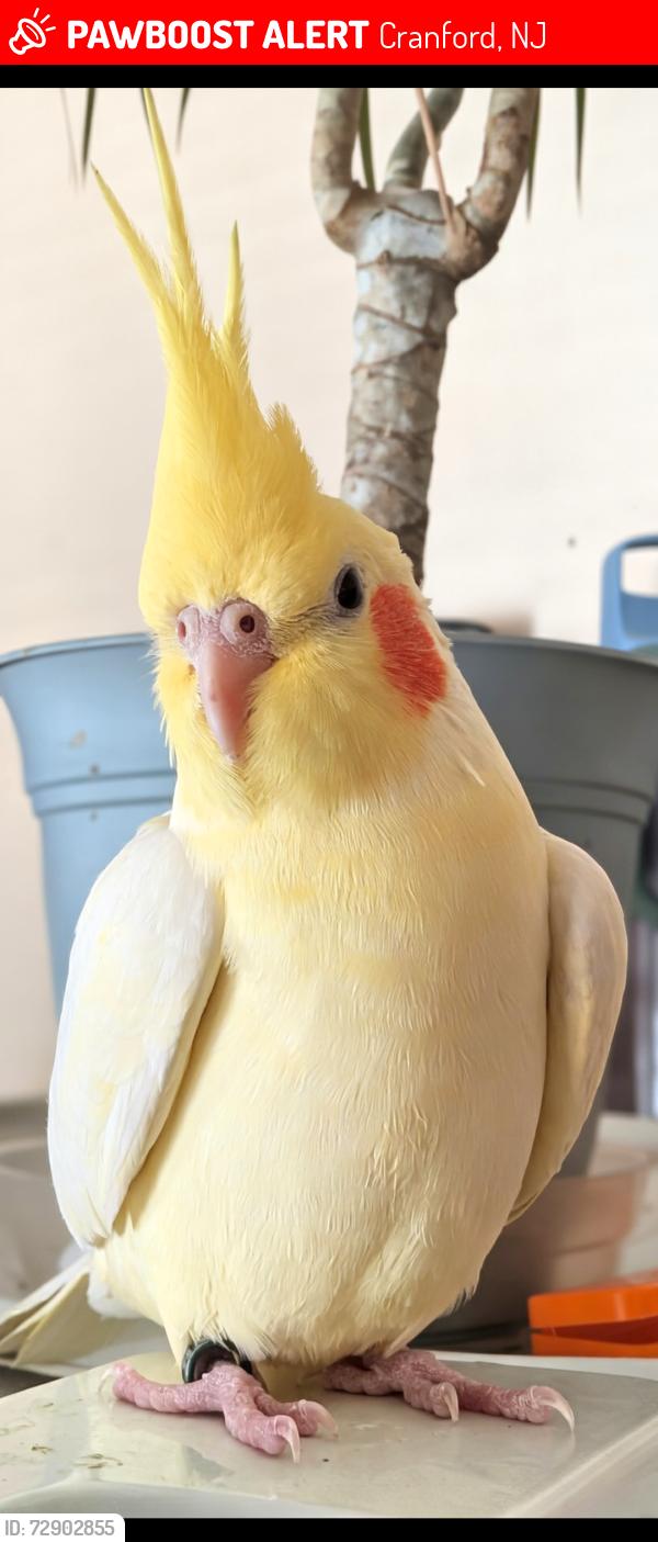 Lost Unknown Bird last seen Pine & High Street, Cranford, NJ 07016