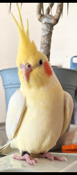Lost Unknown Bird last seen Pine & High Street, Cranford, NJ 07016