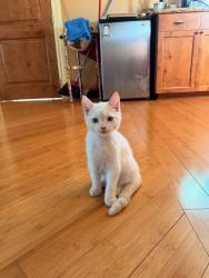 Lost Male Cat last seen Bubbling wells and east Lakeview , Lakeside, CA 92040