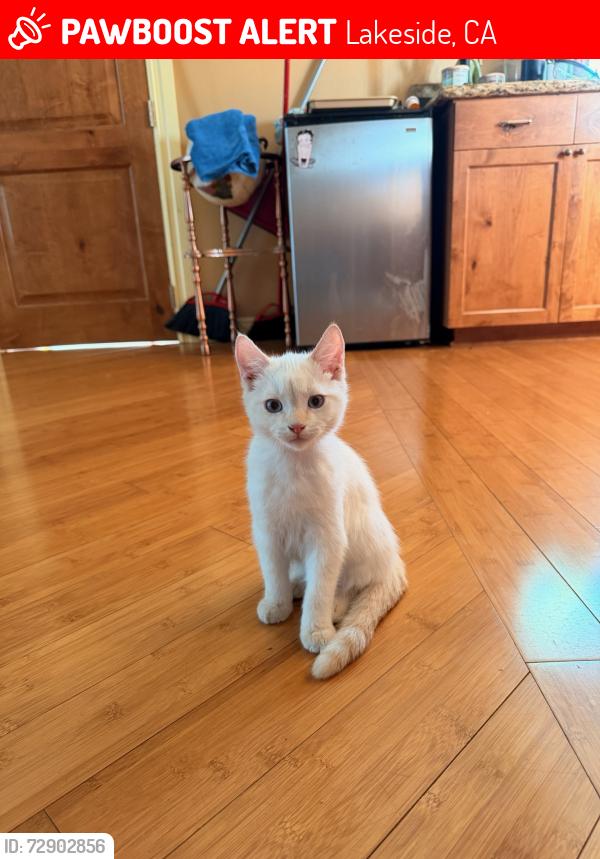 Lost Male Cat last seen Bubbling wells and east Lakeview , Lakeside, CA 92040